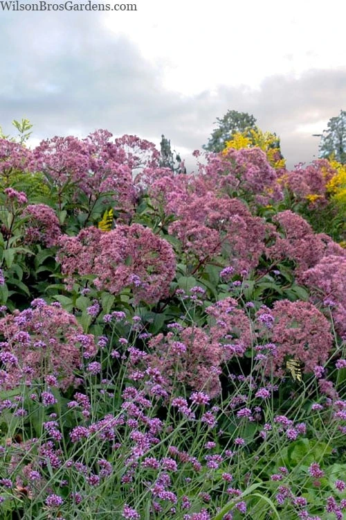 Queen Of The Prairie Hollow Stem Joe Pye Weed - 8 Pack Of 1 Gallon Pots - Image 4