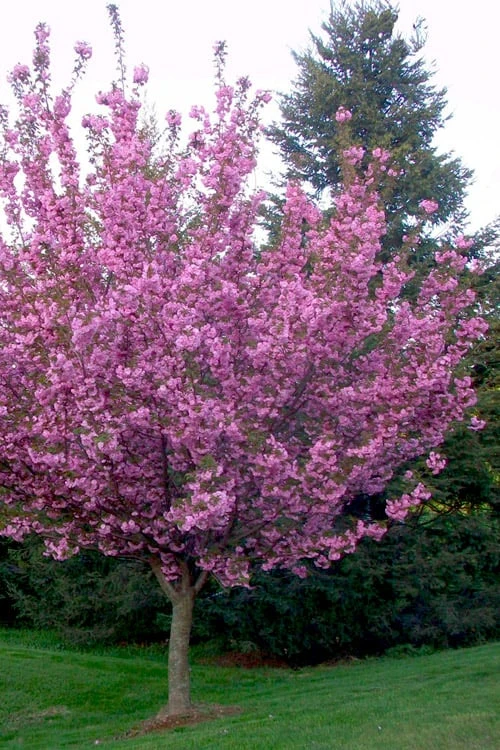 Kwanzan Pink Double Flowering Cherry Tree - 2 Gallon Pot - Image 5