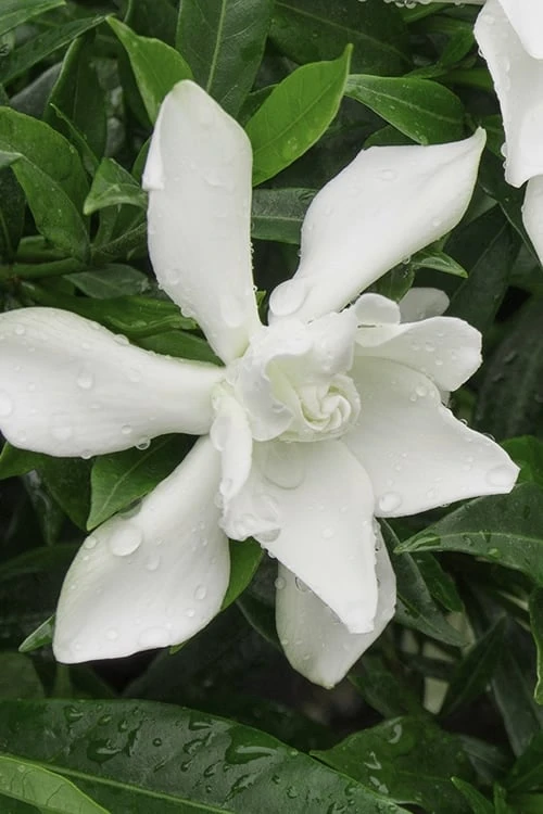 Frost Proof Gardenia - 6 Pack Of 1 Gallon Pots