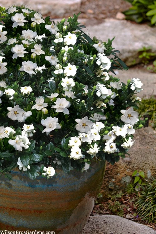 Buttons Gardenia - 1 Gallon Pot - Image 4