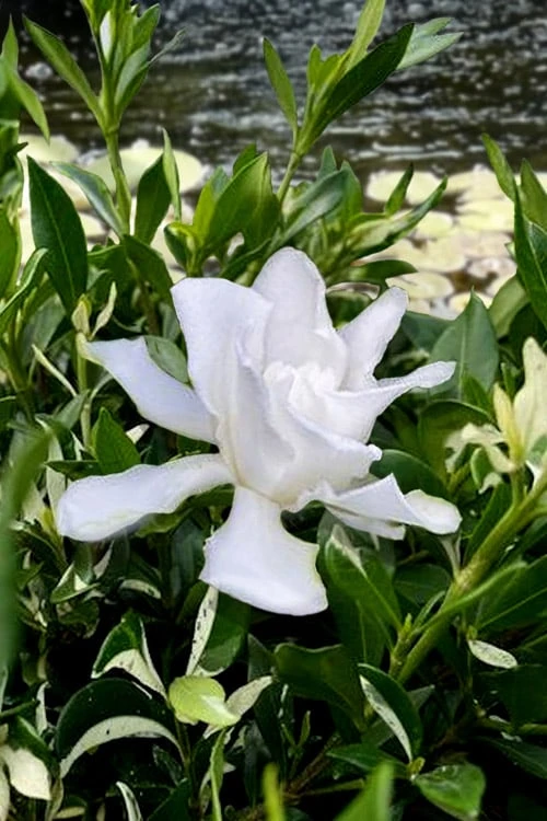 Crescent Moon Dwarf Gardenia - 1 Gallon Pot - Image 4