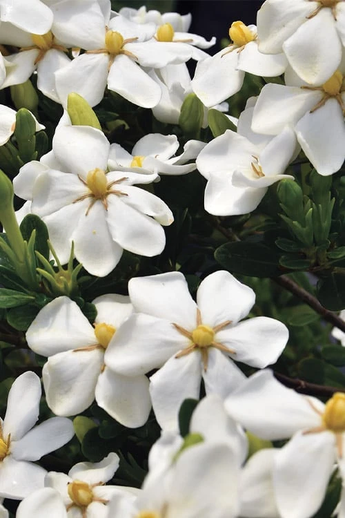 Snow Girl Hardy Dwarf Gardenia - 3 Gallon Pot - Image 4