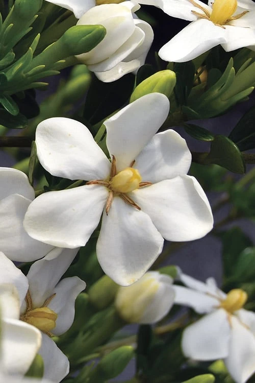 Snow Girl Hardy Dwarf Gardenia - 3 Gallon Pot - Image 5