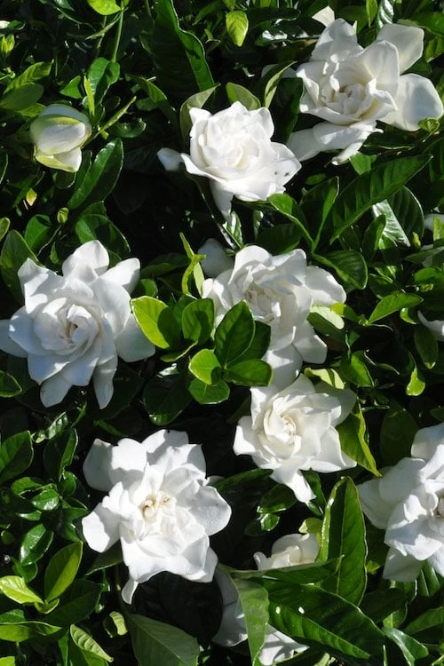 Snow Puff Hardy Gardenia - 7 Gallon Pot - Image 4