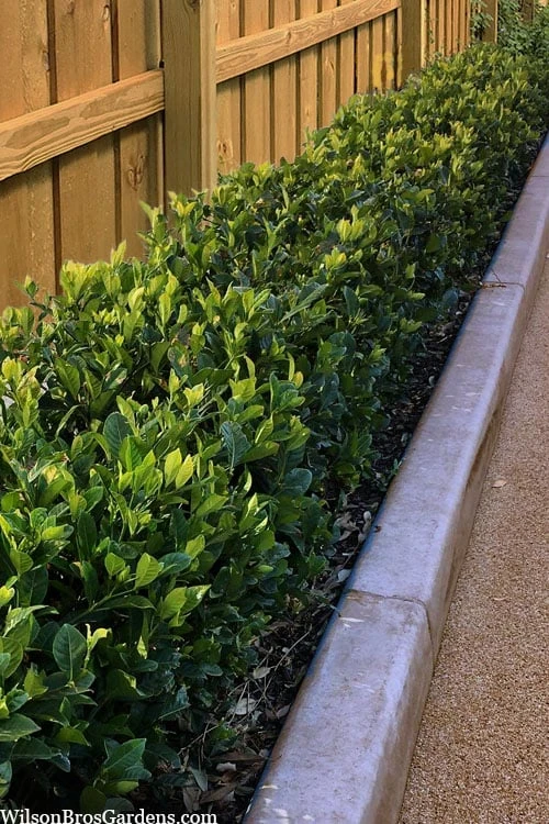 Summer Snow Gardenia - 3 Gallon Pot - Image 4