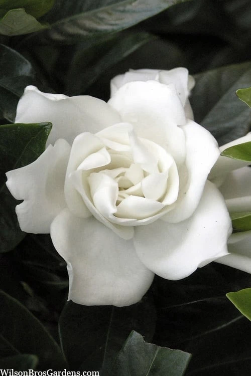 Summer Snow Gardenia - 3 Gallon Pot