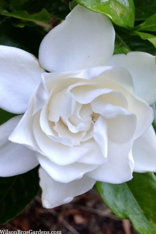 Summer Snow Gardenia - 3 Gallon Pot - Image 8