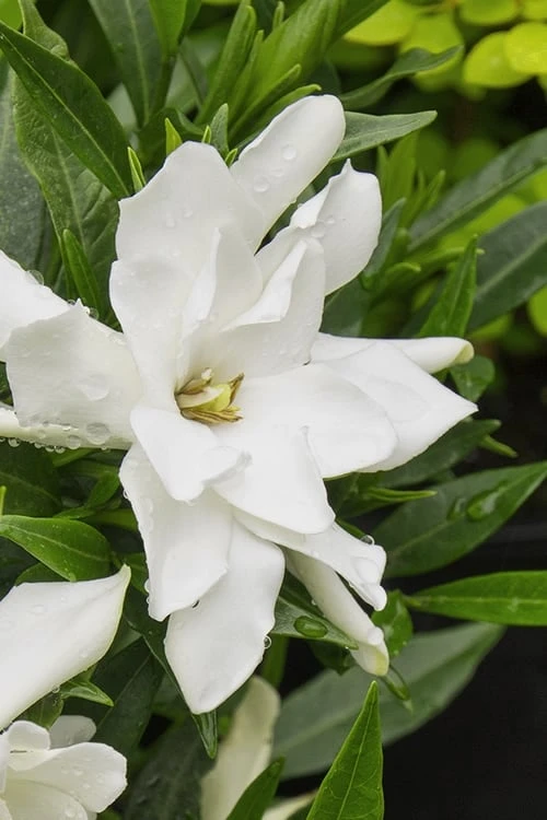 Radicans Creeping Dwarf Gardenia - 1 Gallon Pot - Image 6