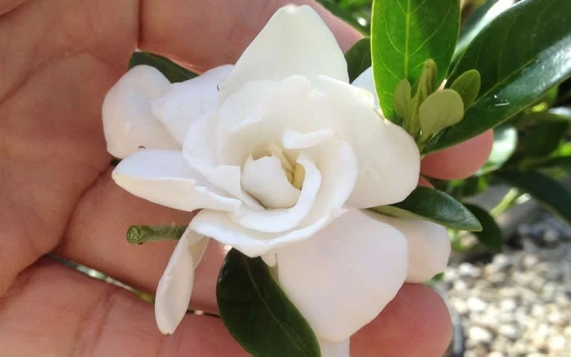 Jubilation Gardenia - 5 Gallon Pot - Image 4