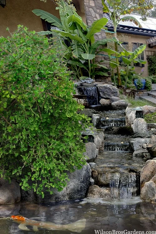 Weeping Wonder Dwarf Ginkgo Tree - 2 Gallon Pot