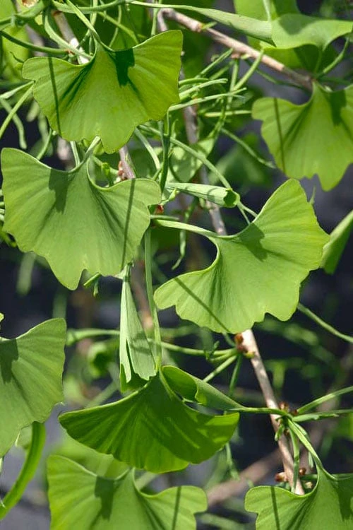 Weeping Wonder Dwarf Ginkgo Tree - 2 Gallon Pot - Image 4