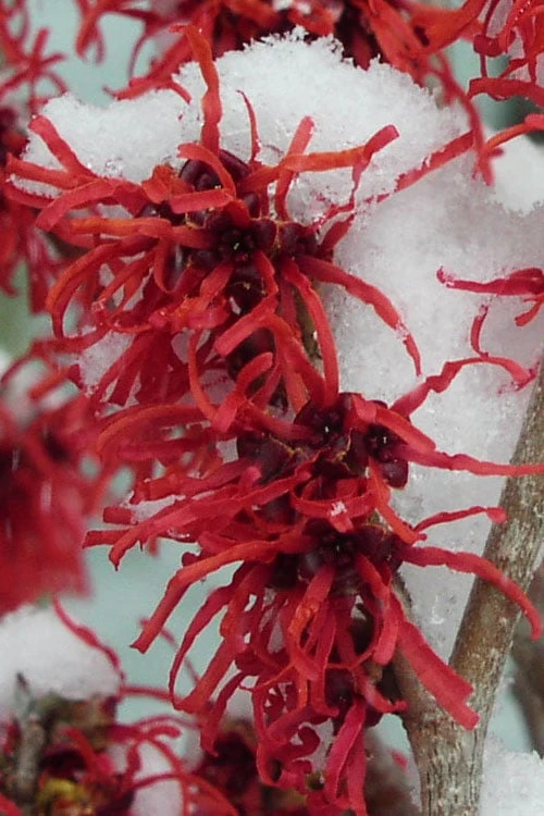 Diane Red Witch Hazel (Hamamelis X Intermedia) - 7 Gallon Pot - Image 9