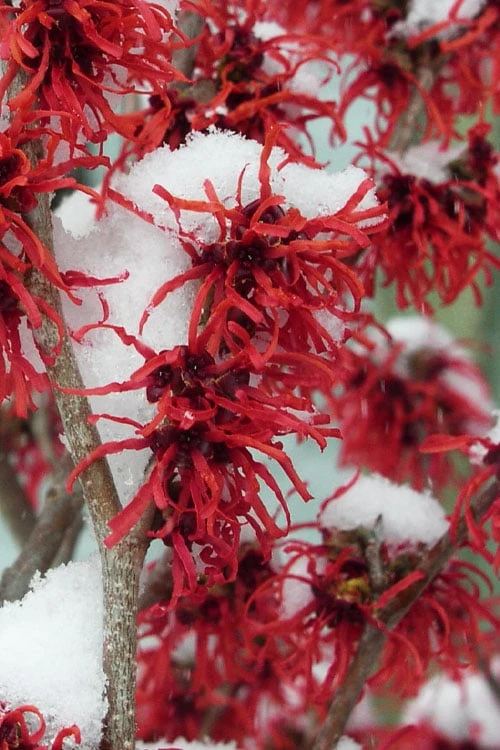Diane Red Witch Hazel (Hamamelis X Intermedia) - 7 Gallon Pot