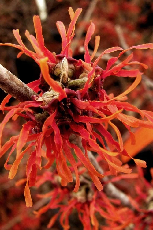 Diane Red Witch Hazel (Hamamelis X Intermedia) - 7 Gallon Pot - Image 11