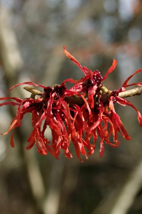 Diane Red Witch Hazel (Hamamelis X Intermedia) - 7 Gallon Pot - Image 6