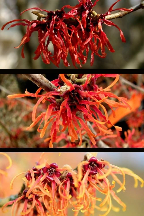 Diane Red Witch Hazel (Hamamelis X Intermedia) - 7 Gallon Pot - Image 4