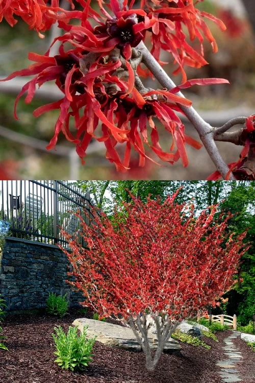 Diane Red Witch Hazel (Hamamelis X Intermedia) - 7 Gallon Pot - Image 5