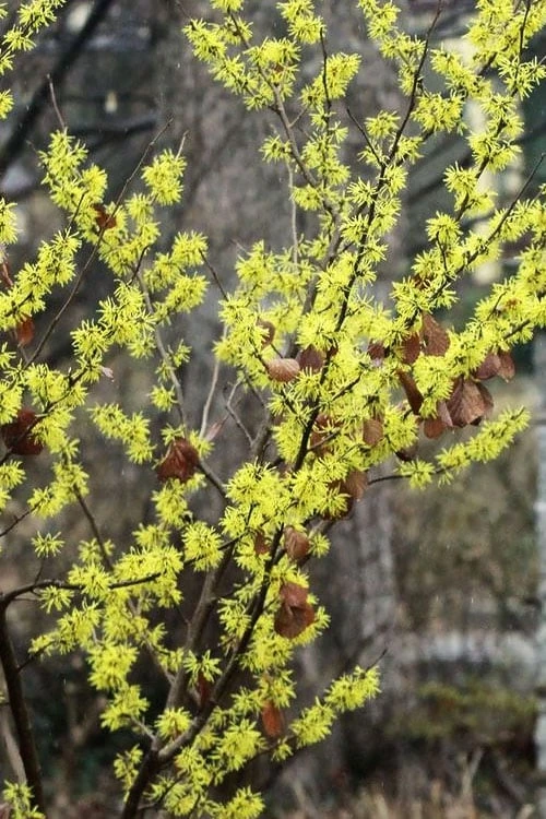 Harvest Moon Witch Hazel - 7 Gallon Pot (4-5') - Image 5