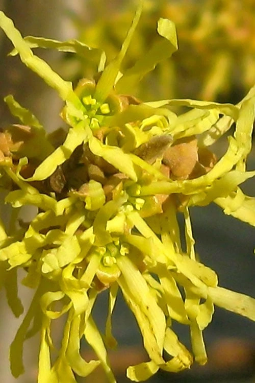 Harvest Moon Witch Hazel - 7 Gallon Pot (4-5') - Image 10