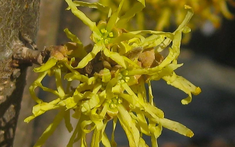 Harvest Moon Witch Hazel - 7 Gallon Pot (4-5') - Image 9