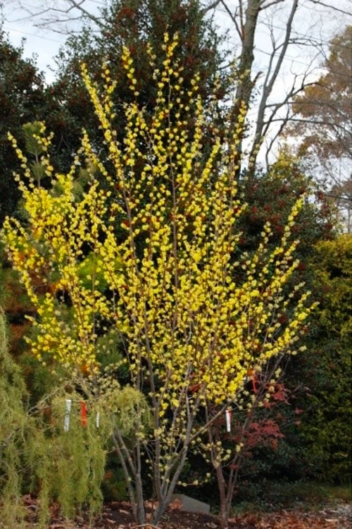 Harvest Moon Witch Hazel - 7 Gallon Pot (4-5') - Image 4