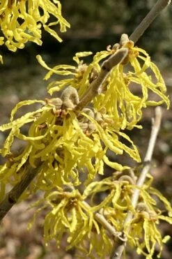 Harvest Moon Witch Hazel - 7 Gallon Pot (4-5')