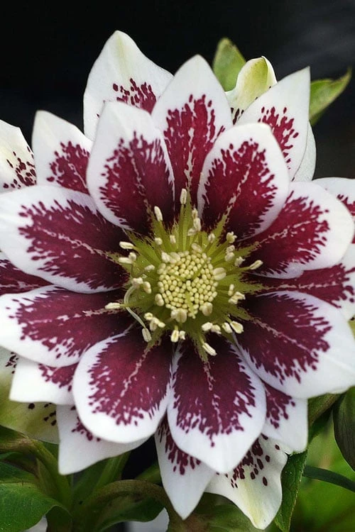 Winter Jewels 'Painted Doubles' Helleborus (Lenten Rose) - 1 Gallon Pot - Image 9