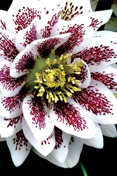 Winter Jewels 'Painted Doubles' Helleborus (Lenten Rose) - 1 Gallon Pot - Image 8