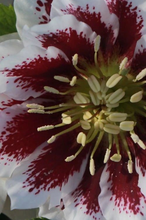 Winter Jewels 'Painted Doubles' Helleborus (Lenten Rose) - 1 Gallon Pot - Image 7