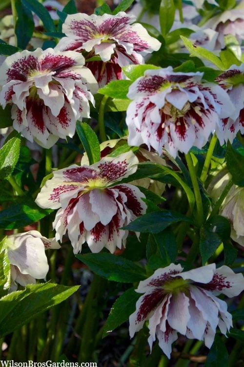 Winter Jewels 'Painted Doubles' Helleborus (Lenten Rose) - 1 Gallon Pot - Image 4
