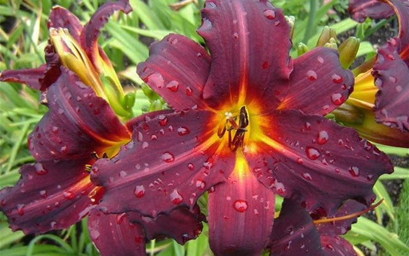 Chicago Blackout Daylily - 1 Gallon Pot - Image 5
