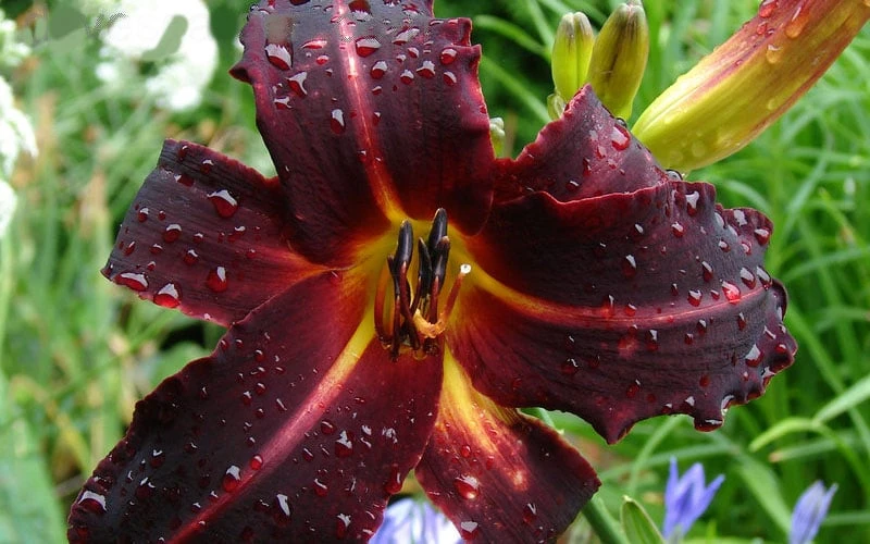 Chicago Blackout Daylily - 1 Gallon Pot - Image 4