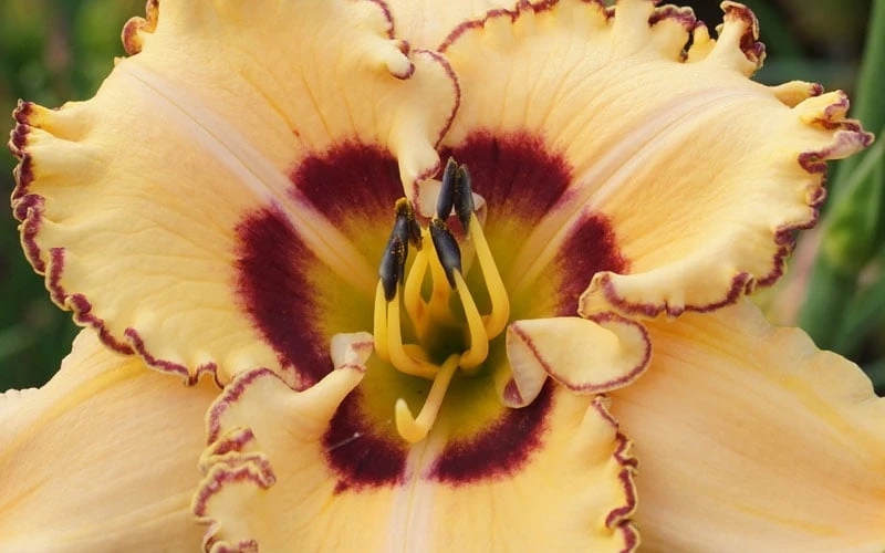 King Of Ages Daylily (Reblooming) - 1 Gallon Pot - Image 5