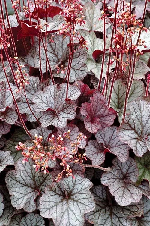 Northern Exposure Silver Heuchera - 1 Gallon Pot - Image 5