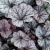 Northern Exposure Silver Heuchera - 1 Gallon Pot