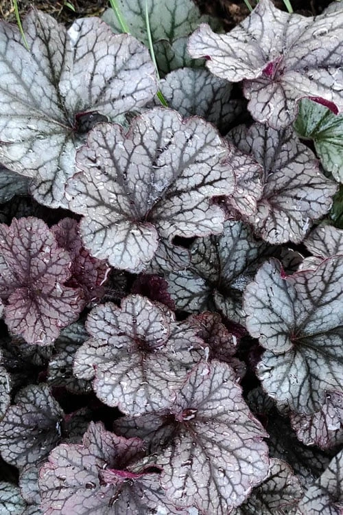 Northern Exposure Silver Heuchera - 1 Gallon Pot