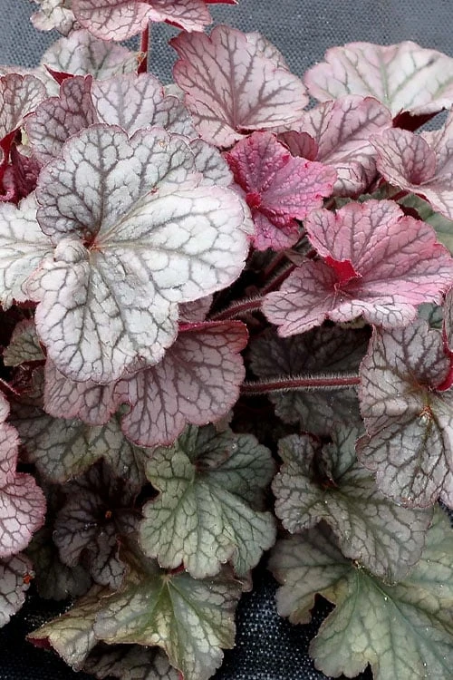 Northern Exposure Silver Heuchera - 1 Gallon Pot - Image 4