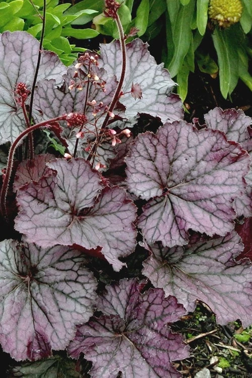 Northern Exposure Silver Heuchera - 1 Gallon Pot - Image 6