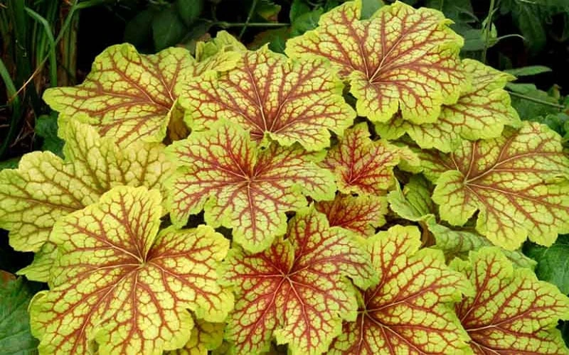 Red Lightning Heuchera - 1 Gallon Pot - Image 6