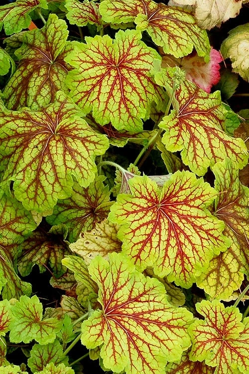 Red Lightning Heuchera - 1 Gallon Pot - Image 8