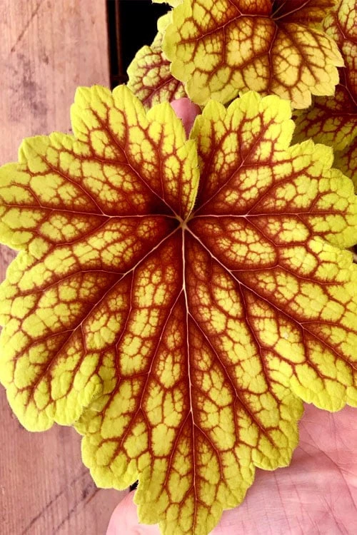 Red Lightning Heuchera - 1 Gallon Pot - Image 4