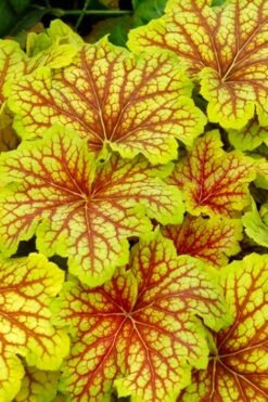 Red Lightning Heuchera - 1 Gallon Pot