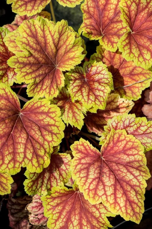 Red Lightning Heuchera - 1 Gallon Pot - Image 7