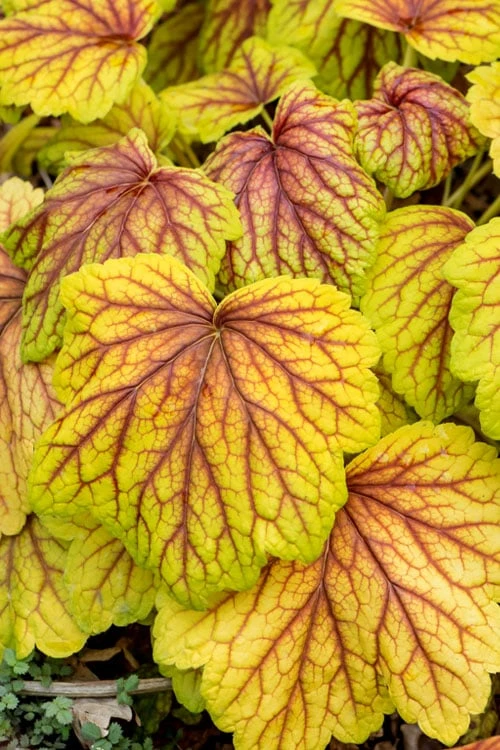 Red Lightning Heuchera - 1 Gallon Pot - Image 5