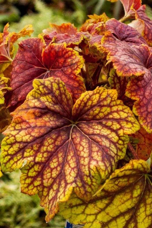 Red Lightning Heuchera - 1 Gallon Pot - Image 9