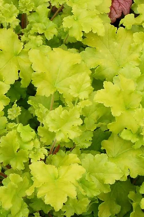 Twist Of Lime Heuchera (Coral Bells ) - 10 Pack Of Quart Pots - Image 6