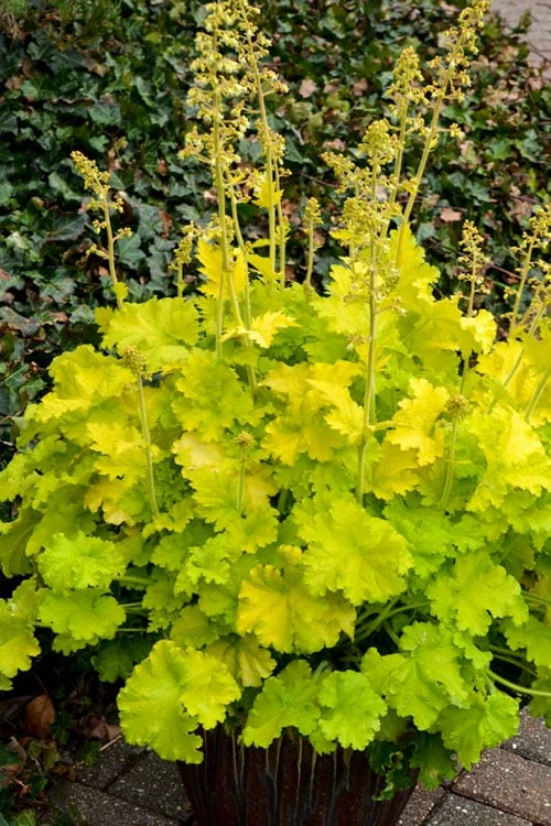 Twist Of Lime Heuchera (Coral Bells ) - 10 Pack Of Quart Pots - Image 4