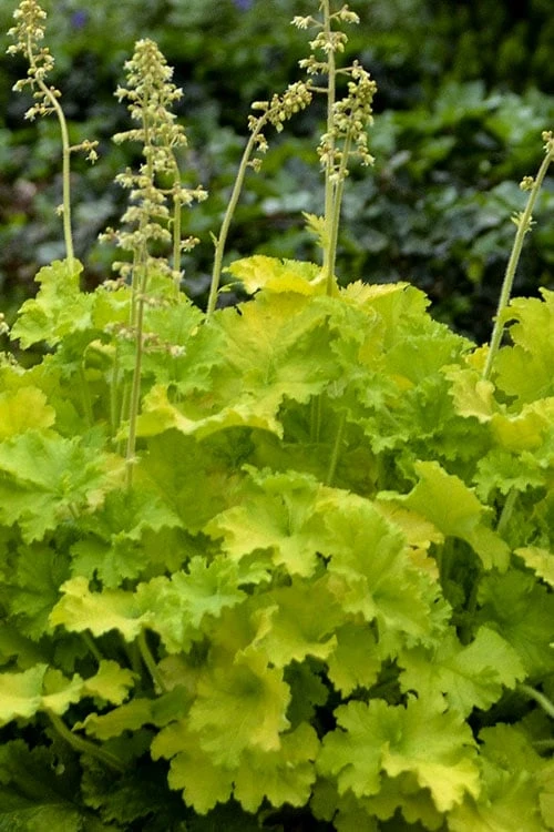 Twist Of Lime Heuchera (Coral Bells ) - 10 Pack Of Quart Pots - Image 5