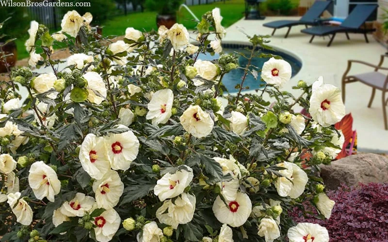 Summerific French Vanilla Hibiscus (Rose Mallow) - 1 Gallon Pot - Image 4