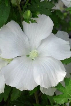 Diana White Rose Of Sharon (Althea) - Hibiscus Syriacus - 1 Gallon Pot